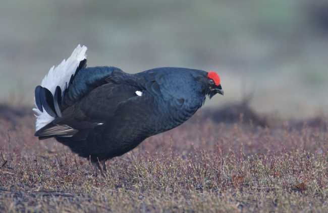 Birkhahn