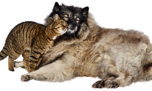 Cane gatto