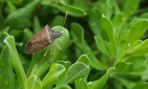 Cimice