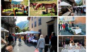 IMG 7252