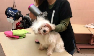 Schermata 2021 02 07 alle 11.15.09