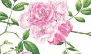acquerelli botanici