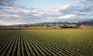 agricoltura campo