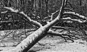 albero neve