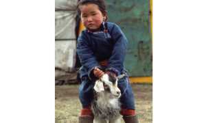 bambino cachemire
