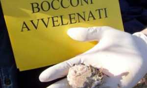 bocconi avvelenati