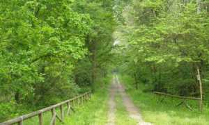bosco1 interno