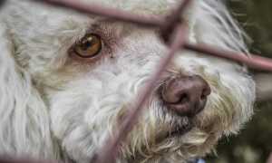 cane abbandonato
