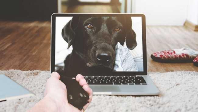 cane pc