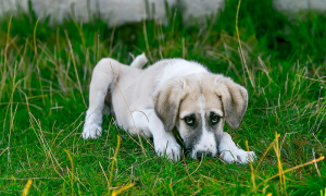 cane prato sguardo bianco