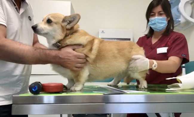 cane veterinario