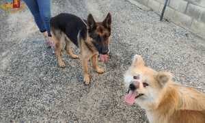 cani