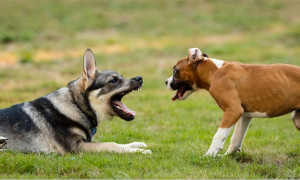 cani liberi gioco