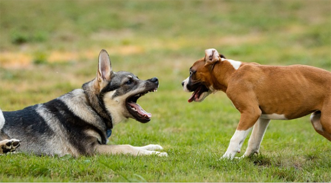 cani liberi gioco