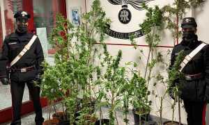 carabineiri piante marijuana