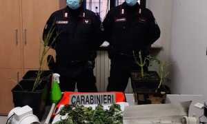 carabinieri droga livorno ferraris