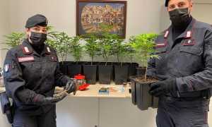 carabinieri droga vercelli