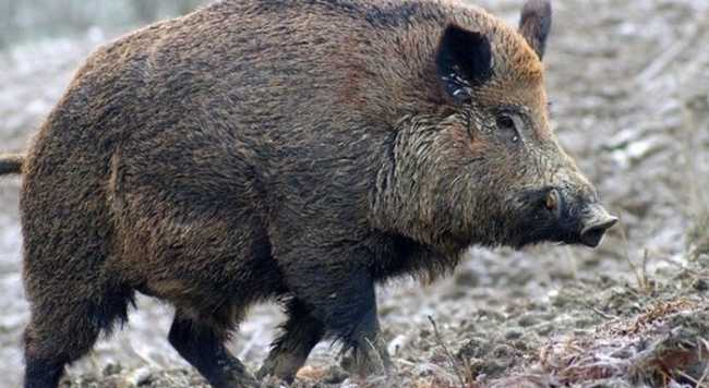 cinghiale