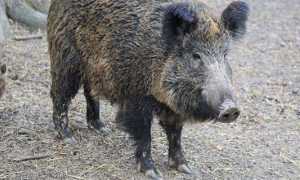cinghiale