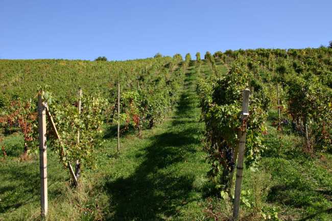 colline novaresi