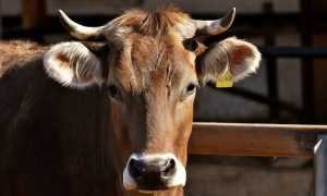 cow 3383624 640