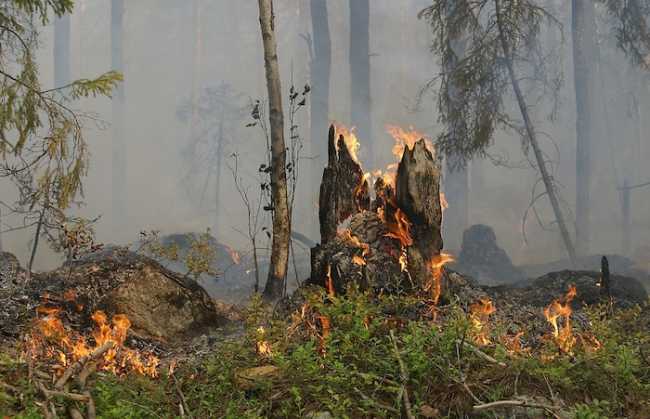 fuoco bosco