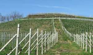 gattinara vigne
