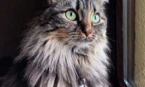 gatto mya