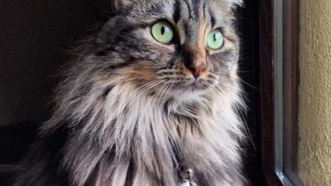 gatto mya
