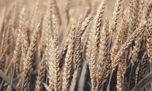 grano