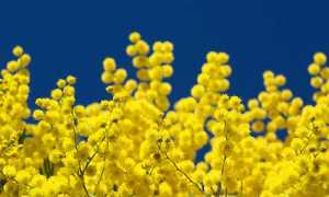 mimosa