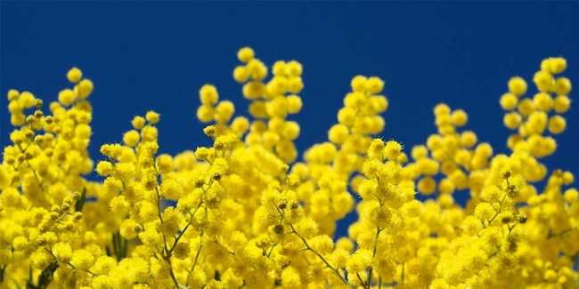 mimosa