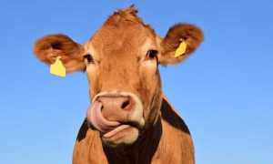 mucca