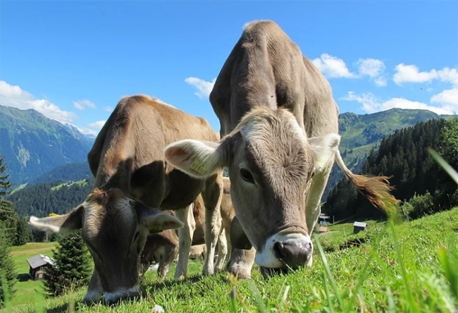 mucche pascolo alpi