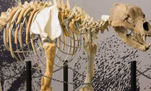 museo borgosesia