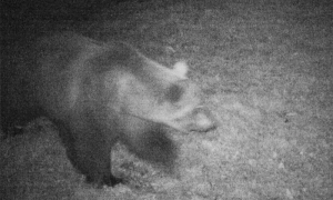 orso villa videotrappola