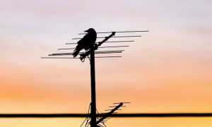 pexels wild psy 638710