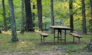 pic nic