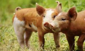 pigs 7649563 640