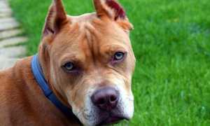 pitbull foto