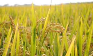 riso campo