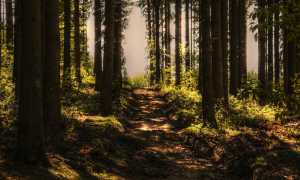 sentiero bosco