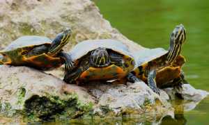 tartarughe dacqua