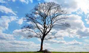 tree 164915 960 720