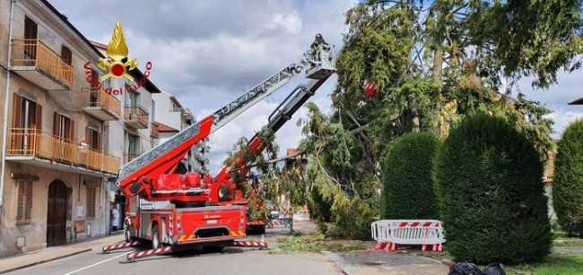 vigili del fuoco albero