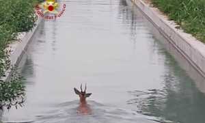 vigili del fuoco animale a