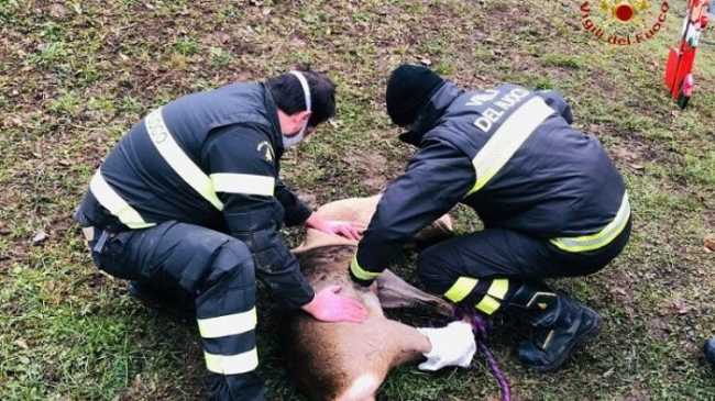 vigili del fuoco animale