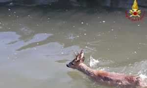 vigili del fuoco capriolo