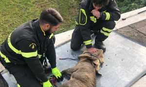 vigili del fuoco capriolo nuovo