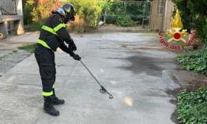 vigili del fuoco rettili